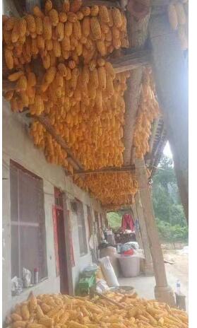 王林残疾人返乡与继母在家以土为本种养业不返贫圆梦见证